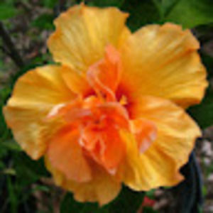 Meet your Posher, Kyle and julie